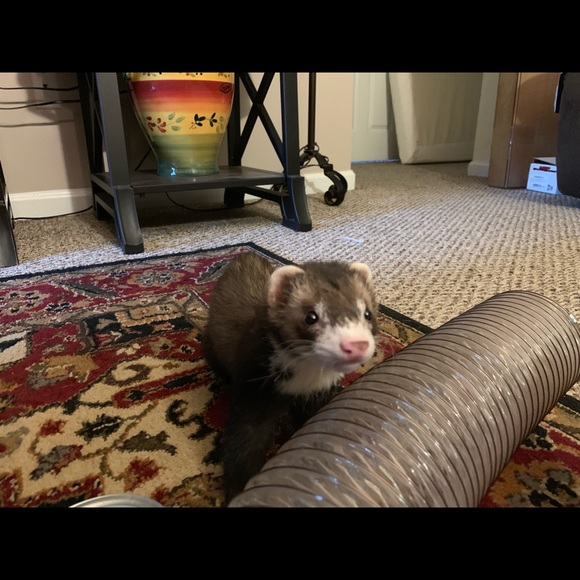 ferret09